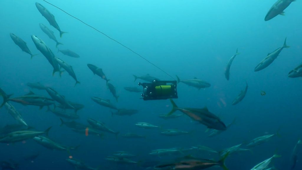 Boxfish Luna underwater drone